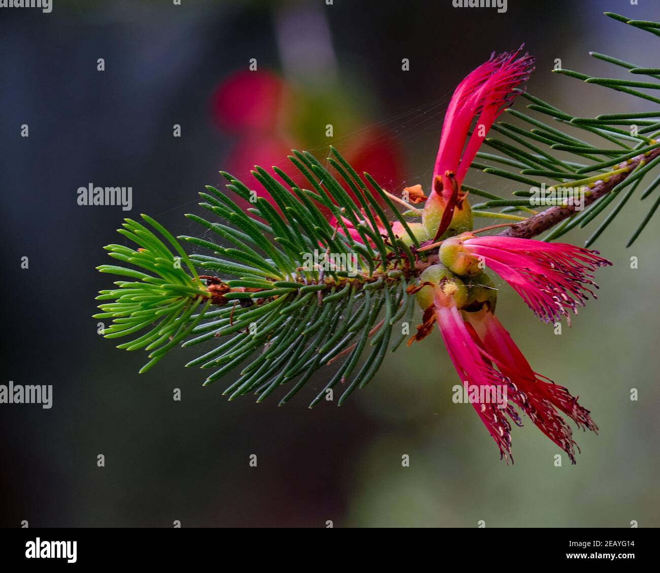 Einseitige Bottlebrush Stockfoto