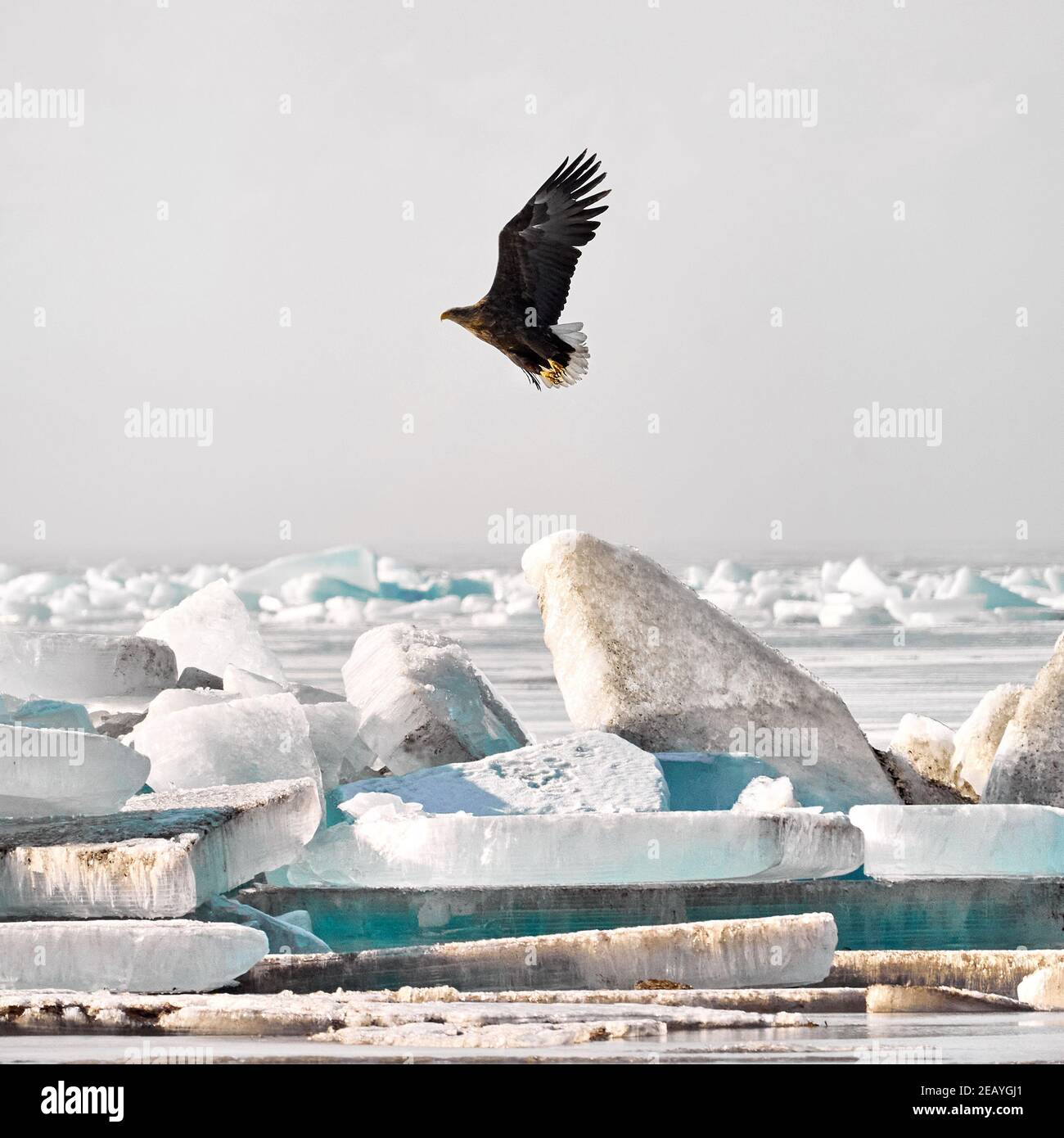 Seeadler im Flug in der Nähe von Eisbummock am gefrorenen See Kapchagay, Kasachstan Stockfoto