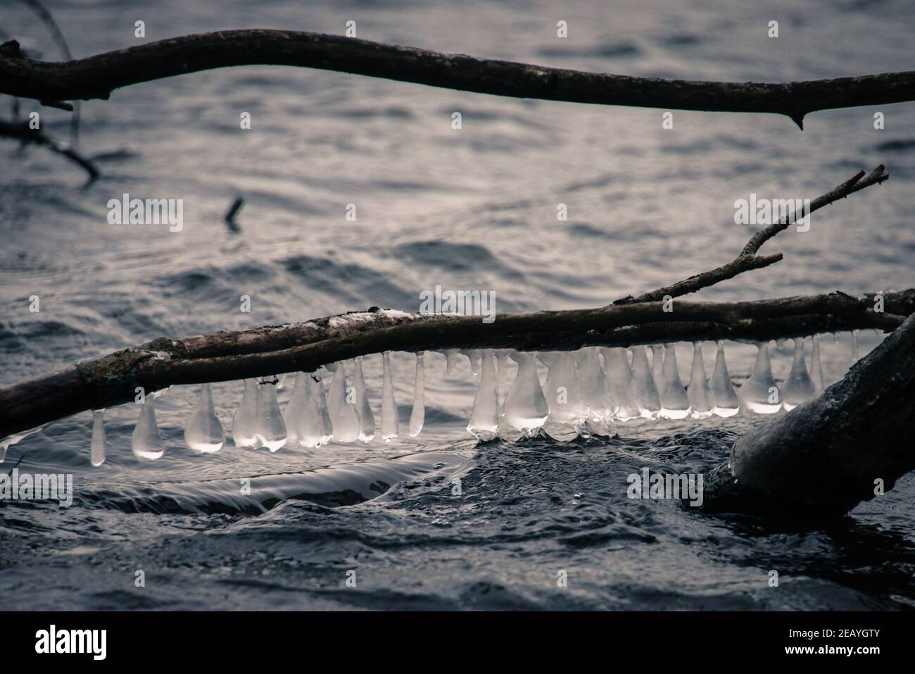 Von der Natur hergestellt: Wellen und der kalte Winterwind haben glockenartige Eiszapfen auf einem niedrigen hängenden Ast geschaffen. Stockfoto