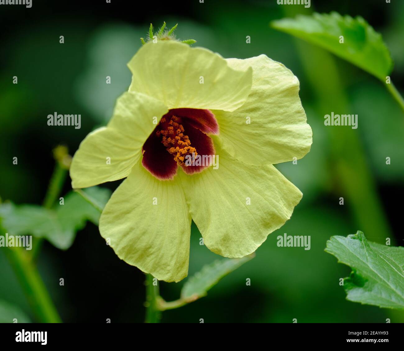 Hibiscus Tiliaceus Blume Stockfoto