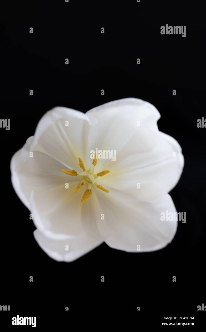 Eine weiße Tulpe auf schwarzem Hintergrund zeigt Elemente von Pflanzenanatomie Stockfoto