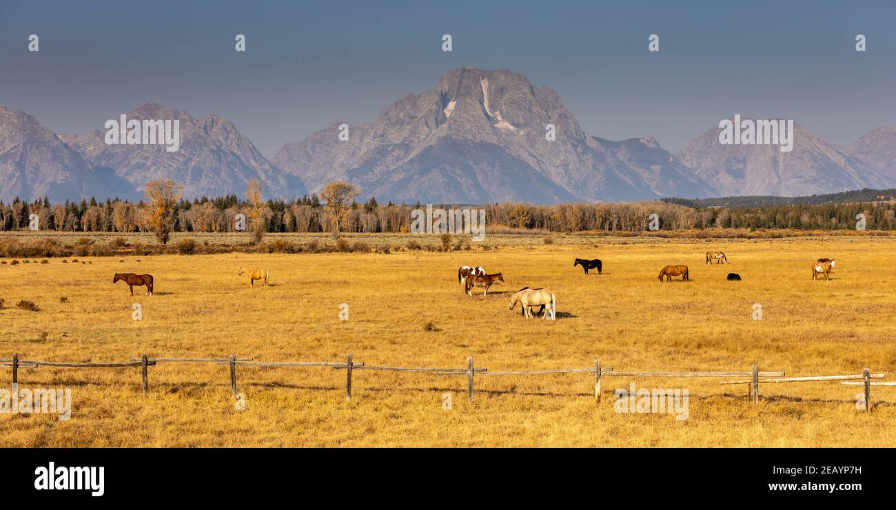 Pferde grasen auf einer offenen Weide in der Nähe des Grand Teton National Park in Wyoming. Stockfoto