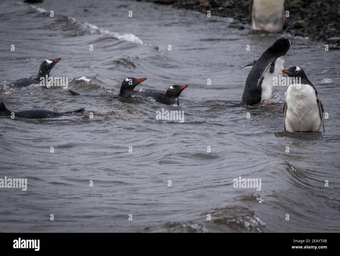 Gentoo-Pinguine schwimmen im Yankee Harbour (Pygoscelis papua), Antarktis Stockfoto