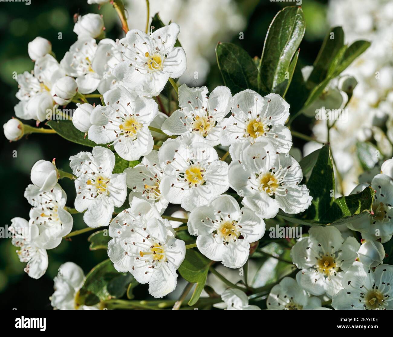 Nahaufnahme der Weißdornblüte (Crataegus monogyna) 06. Bis 2020. Mai Stockfoto