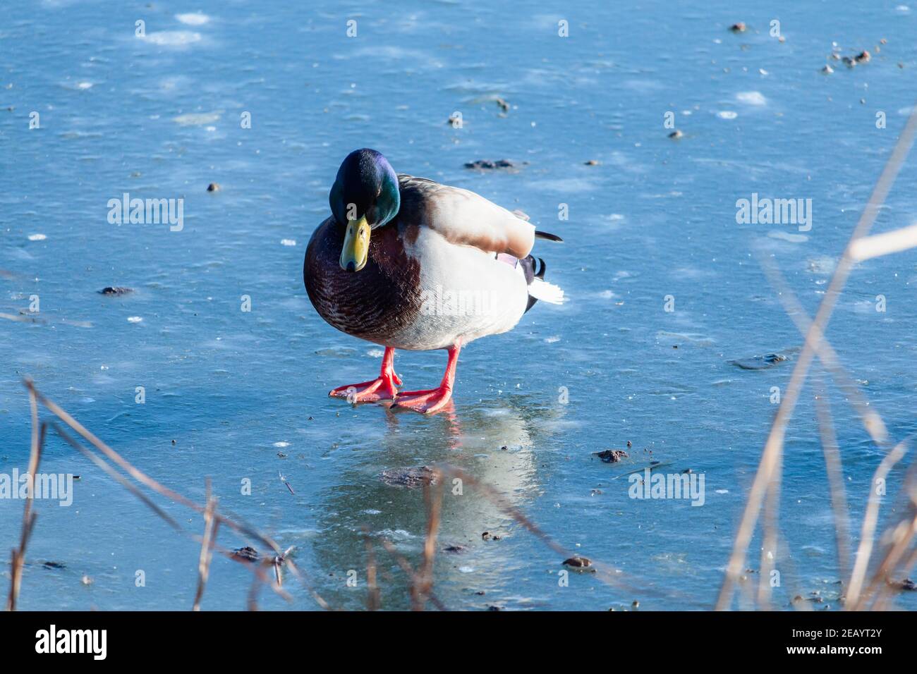 Ente steht auf eiskaltem Eis. Rote Füße Stockfoto