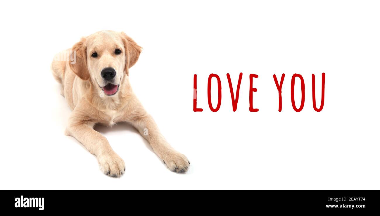 Cute Retriever Welpe liegt auf einem weißen isolierten Hintergrund und schaut in die Kamera. Text love you. Hochwertige Fotos Stockfoto Cute Retriever Welpe liegt auf einem weißen isolierten Hintergrund und schaut in die Kamera. Text love you. Hochwertige Fotos Stockfoto