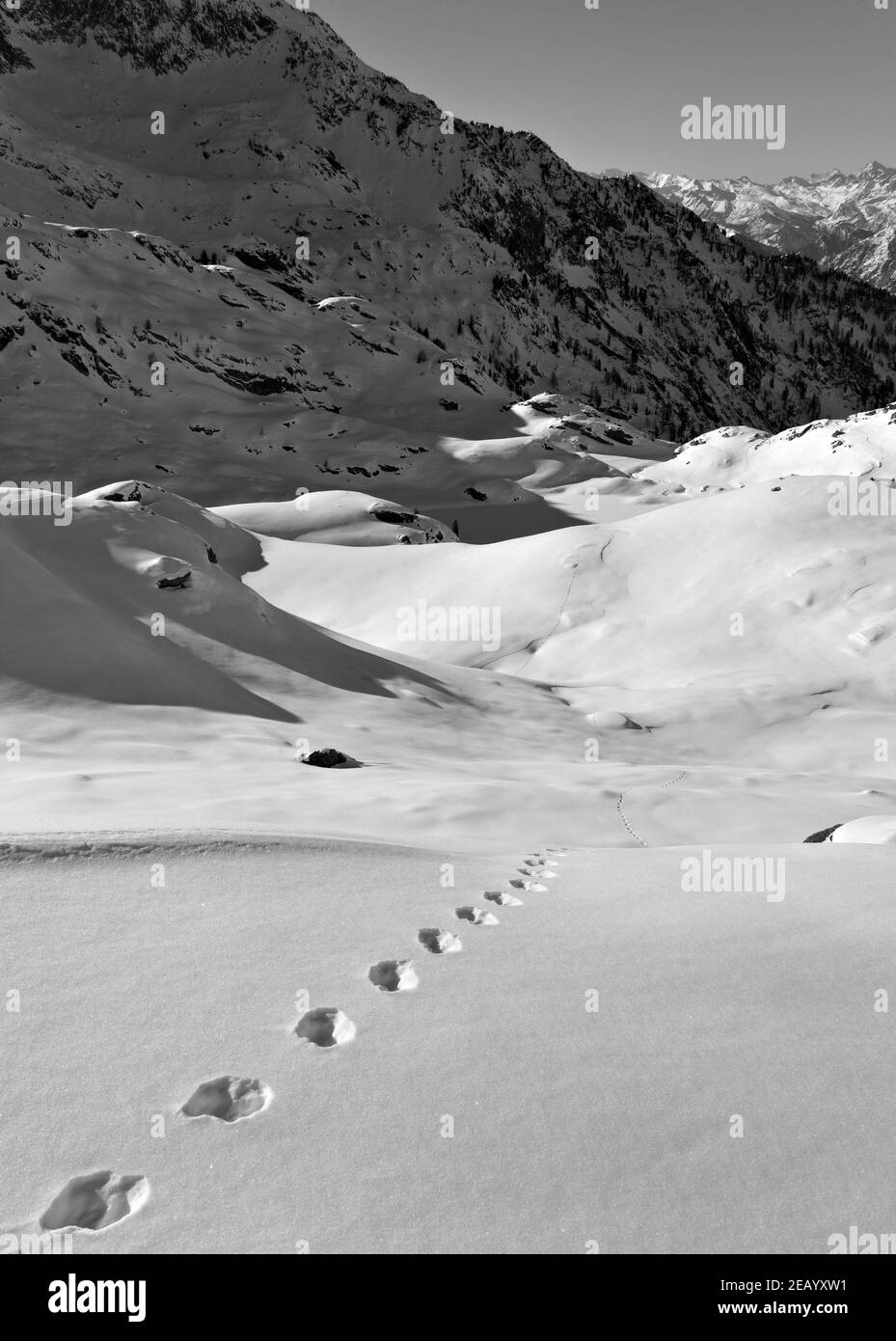 Gressoney, Aostatal (Italien): Tierspuren, Vallone del Vargno. Stockfoto