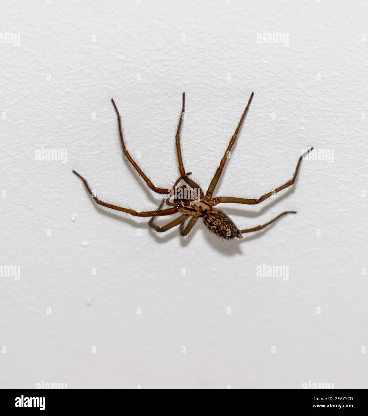 Weibliche europäische Haus Spider Tegenaria domestica Stockfoto