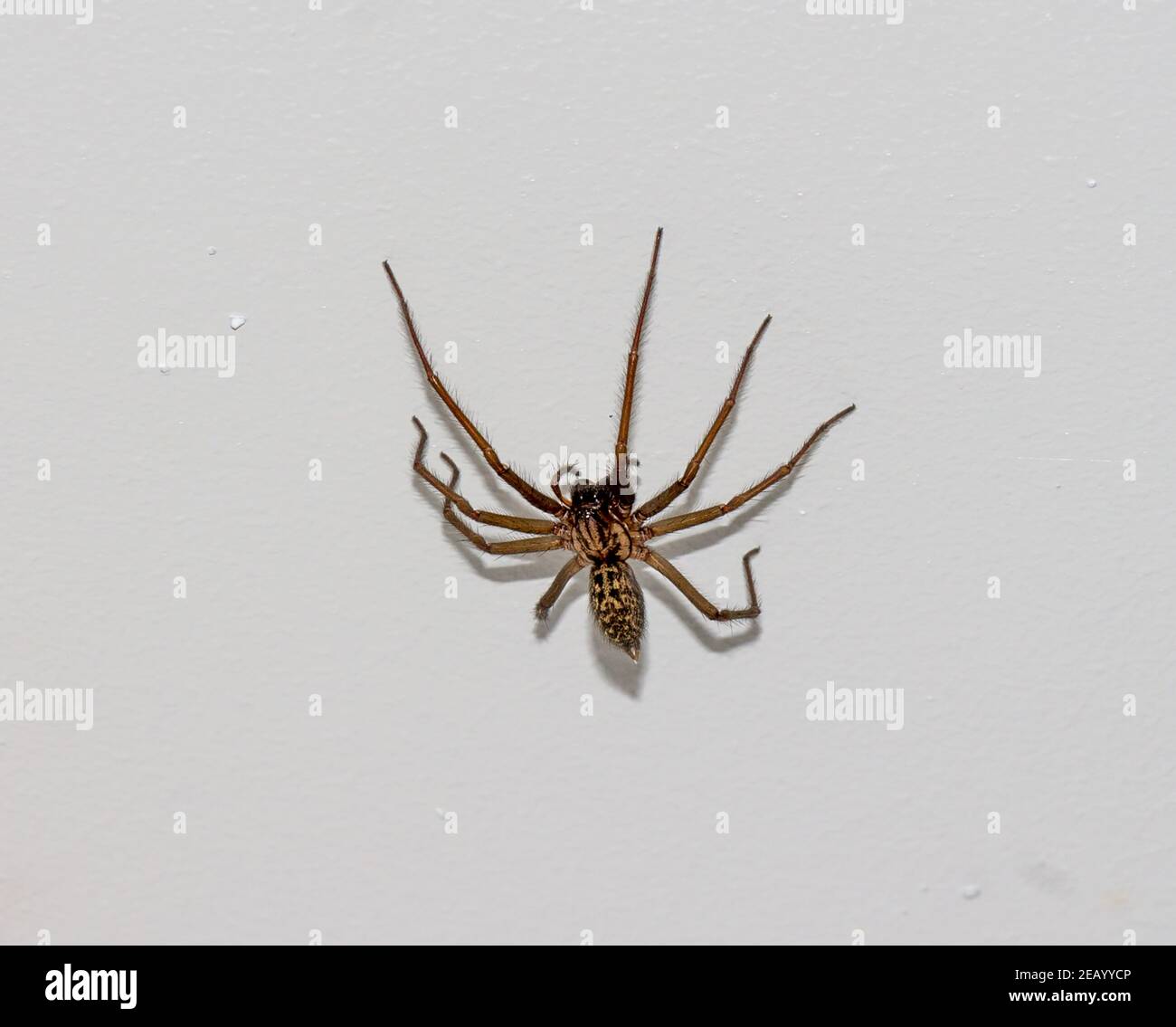 Weibliche europäische Haus Spider Tegenaria domestica Stockfoto