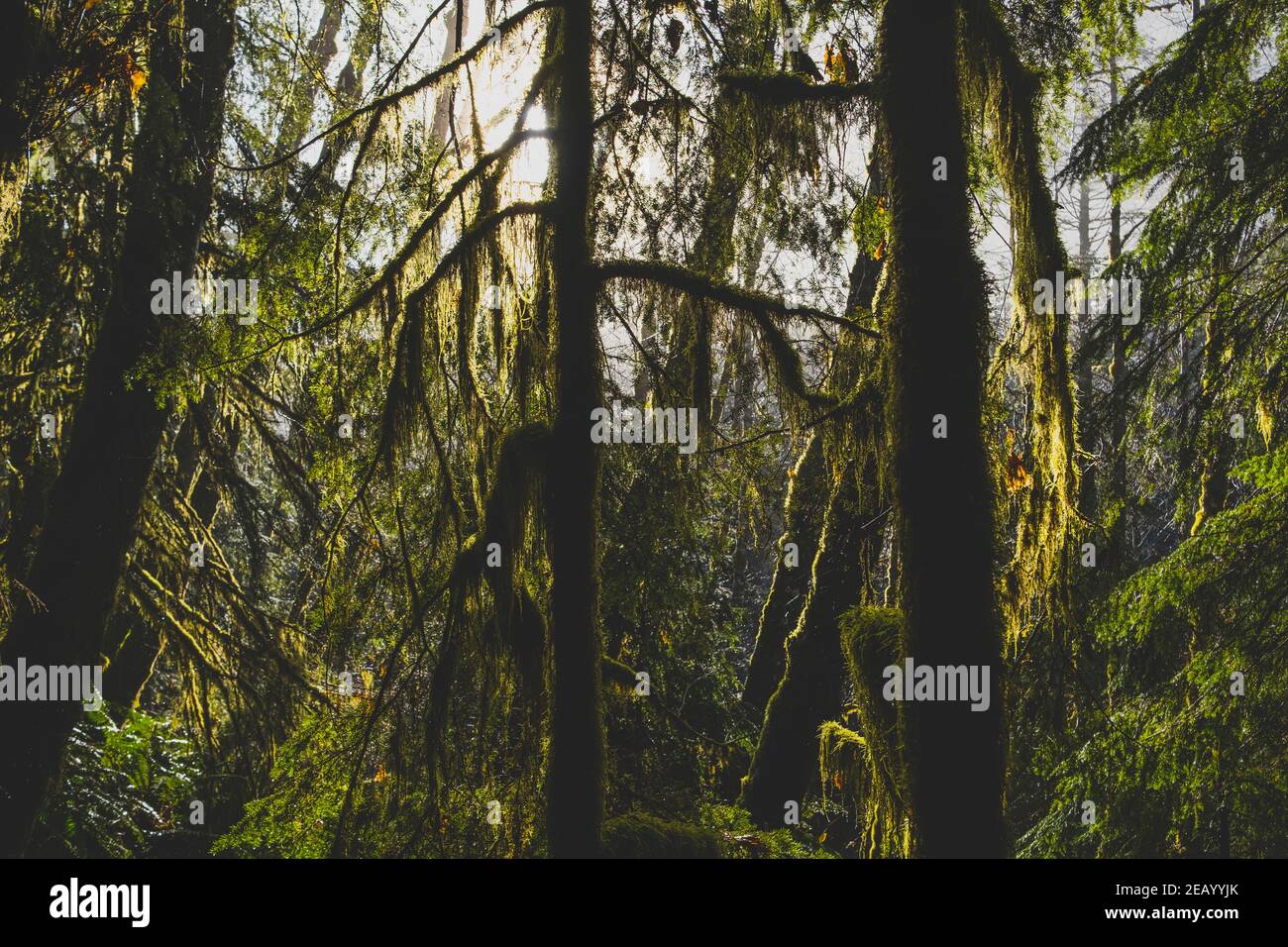 Sonnenlicht durch die Bäume im dichten Wald Stockfoto