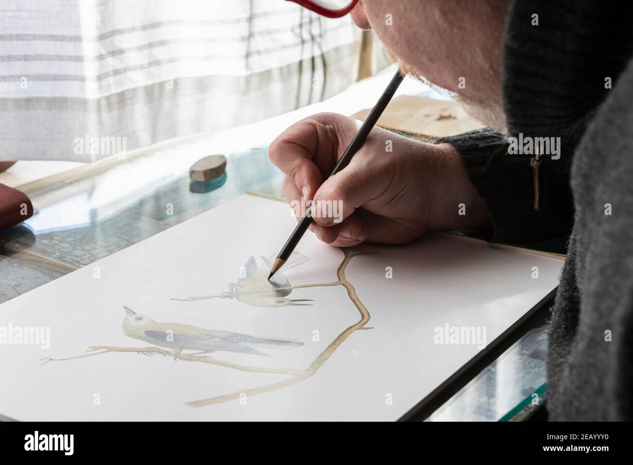 Reifer Künstler bei der Arbeit Zeichnung auf Papier, eine Wildtierstudie von Vögeln. Stockfoto