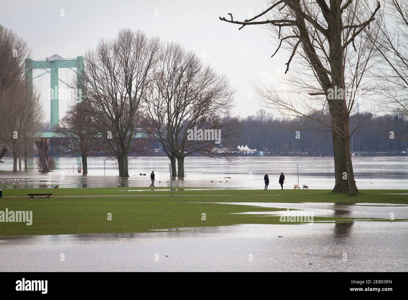 Rheinflut am 5th. Februar. 2021, überflutete Wiese im Bezirk Poll, Rodenkirchener Brücke, Köln, Deutschland. Hochwasser des Rhein am 5. Fe Stockfoto