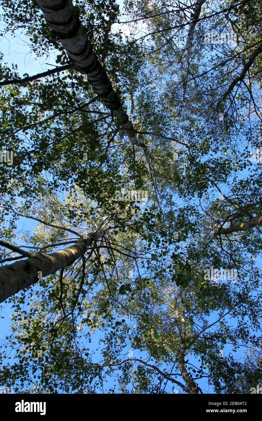 Blick in die Baumwipfel vom Boden aus, durch das Baldachin mit blauem Himmel und Sonnenschein Stockfoto