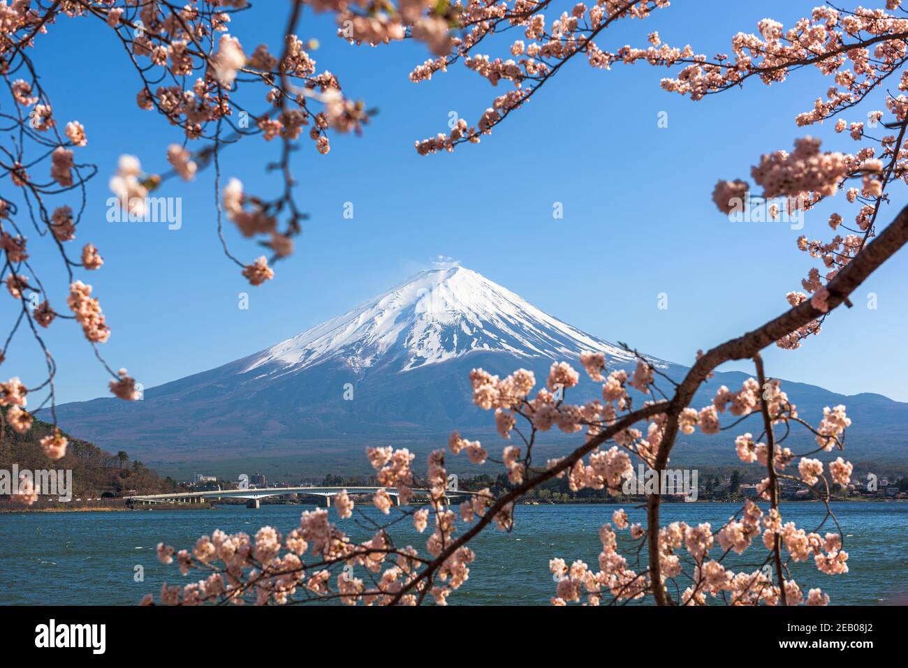 Mt. Fuji, Japan am Kawaguchi See während der Frühjahrssaison mit Kirschblüten. Stockfoto