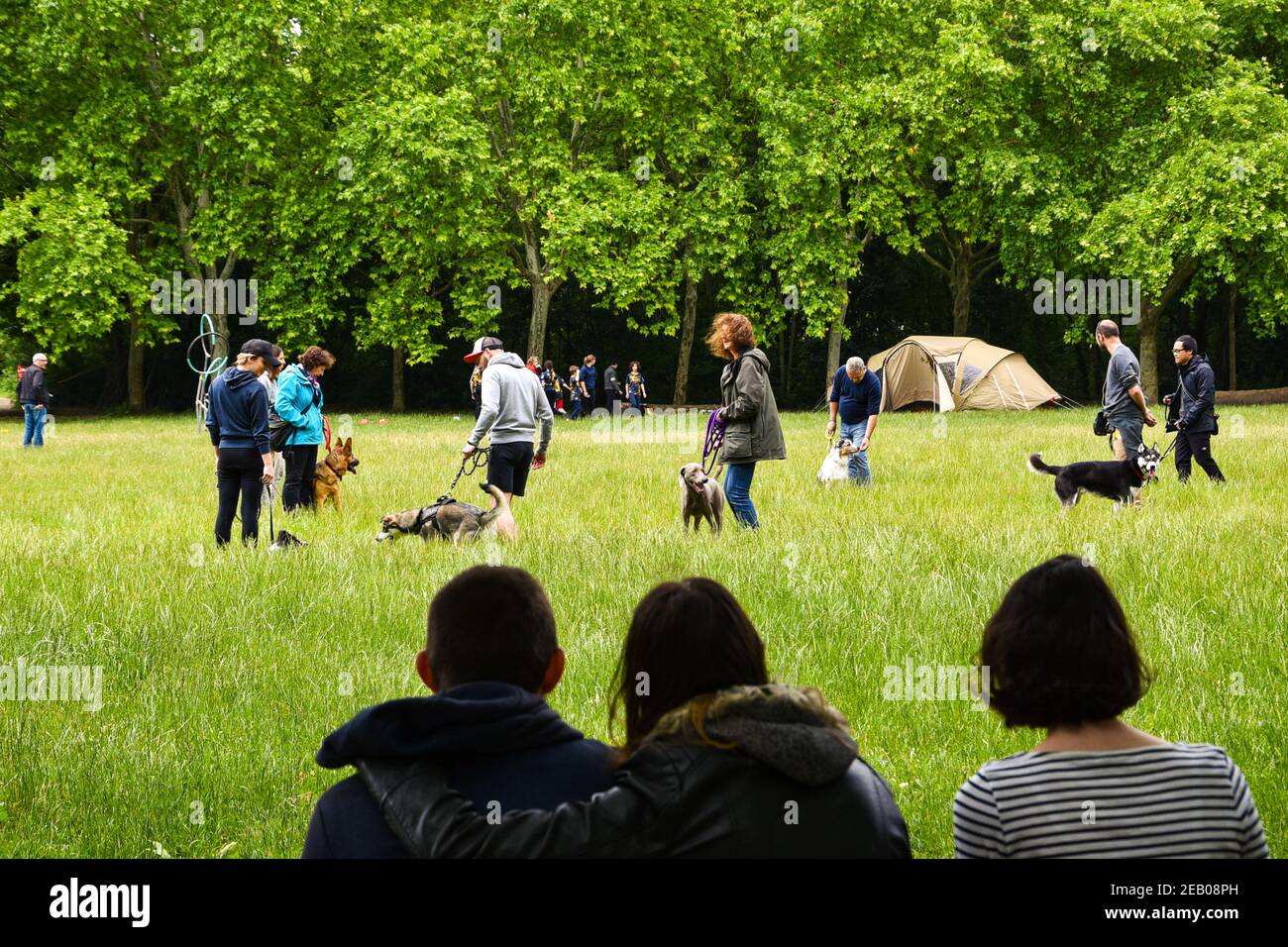 PARIS, FRANKREICH - 9. JUNI 2019: Hundetrainingsklasse im Freien im Wald von Vincennes. Effektives Hundetraining stärkt die Mensch-Tier-Bindung Stockfoto