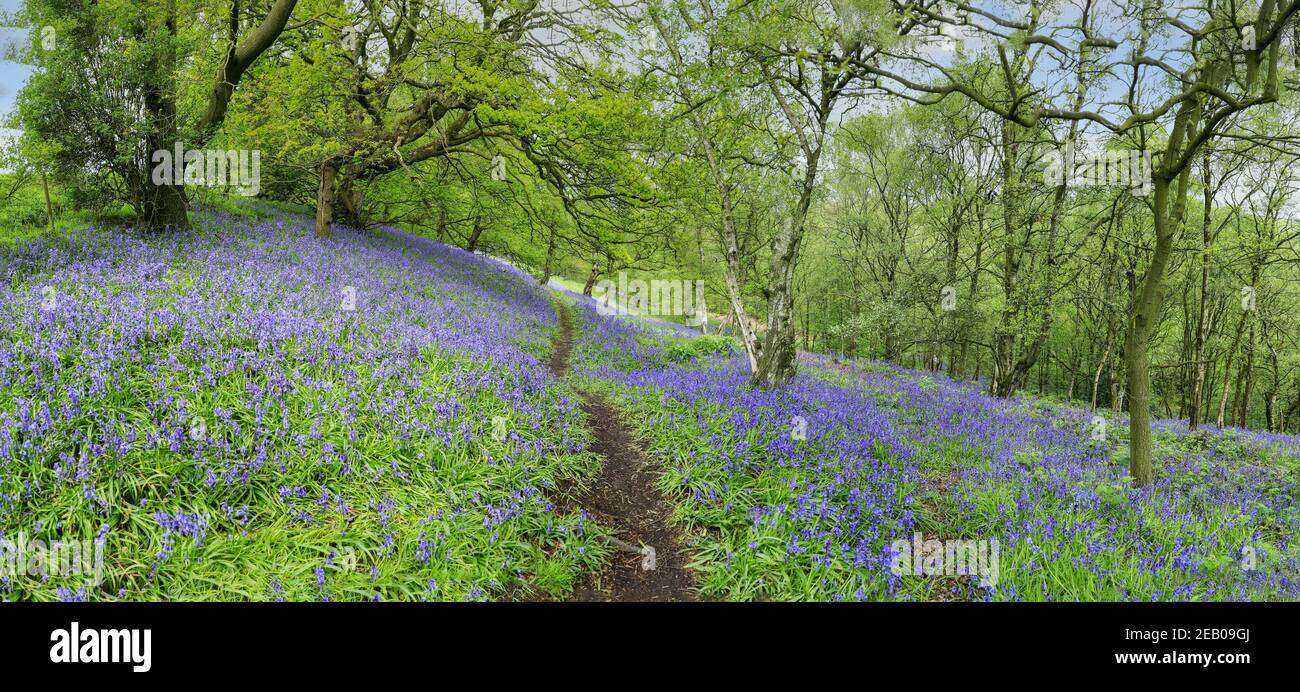 Ein Weg durch einen englischen Bluebell-Wald im Frühling mit den Blättern auf den Bäumen, die gerade herauskommen, Staffordshire, England, Großbritannien Stockfoto