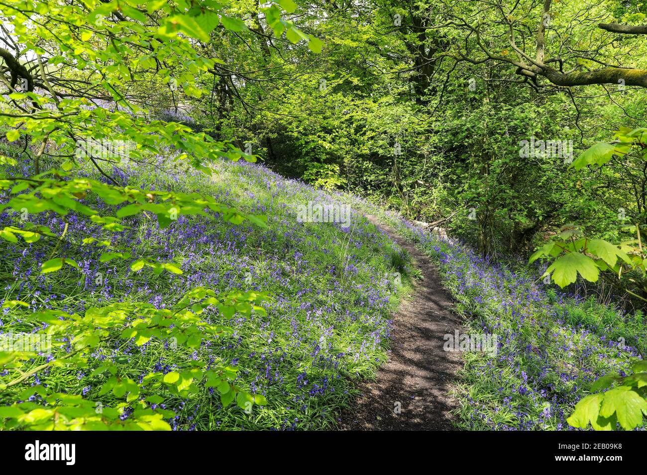 Ein Weg durch einen englischen Bluebell-Wald im Frühling mit den Blättern auf den Bäumen, die gerade herauskommen, Staffordshire, England, Großbritannien Stockfoto