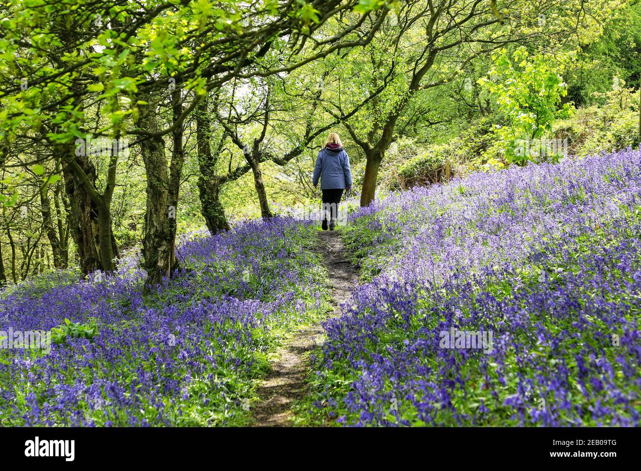 Eine Frau, die im Frühling auf einem Pfad durch einen englischen Bluebell-Wald mit den Blättern auf den Bäumen geht, die gerade herauskommen, Staffordshire, England, Großbritannien Stockfoto