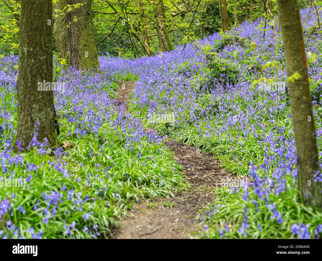 Ein Weg durch einen englischen Bluebell-Wald im Frühling mit den Blättern auf den Bäumen, die gerade herauskommen, Staffordshire, England, Großbritannien Stockfoto