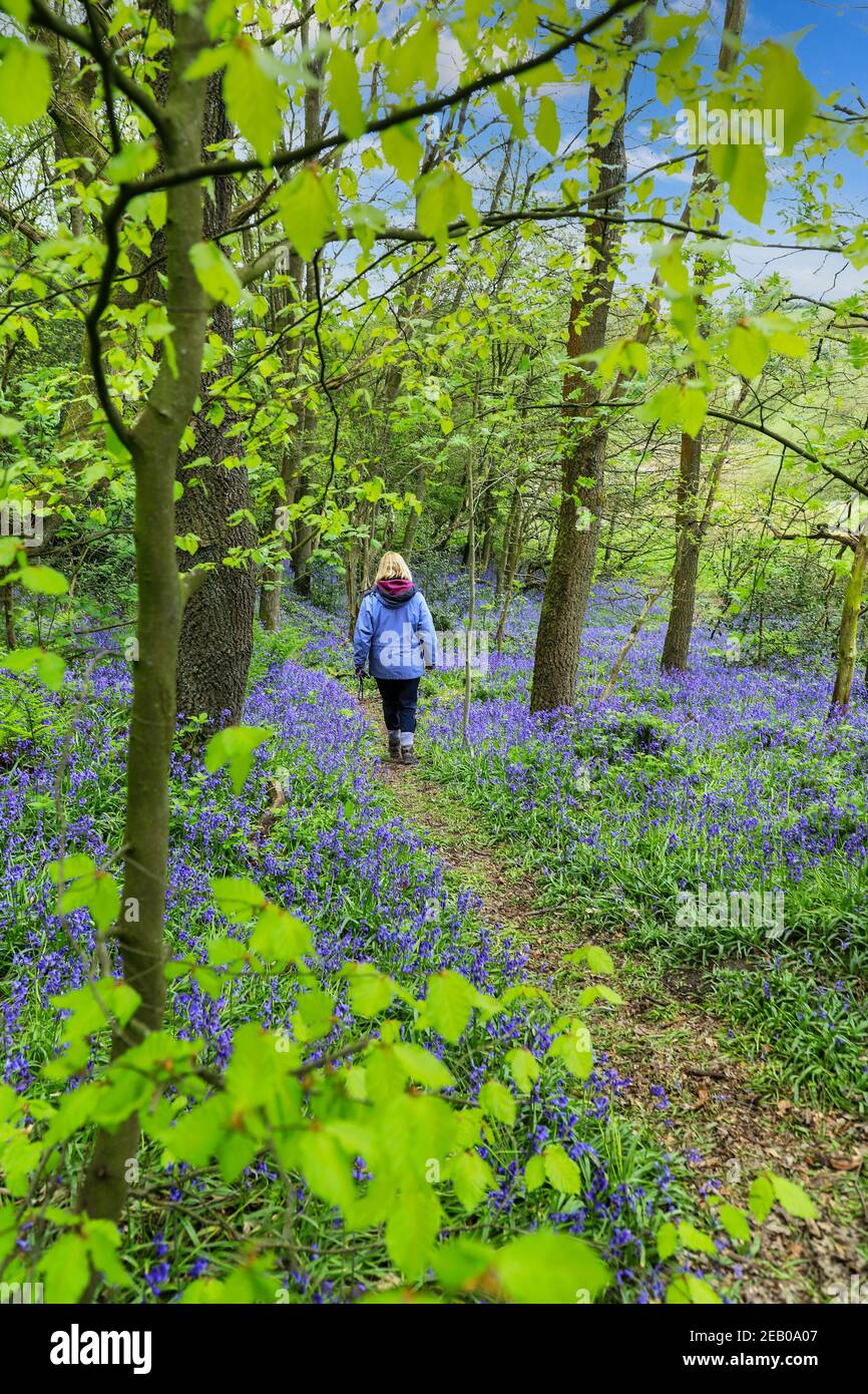 Eine Frau, die im Frühling auf einem Pfad durch einen englischen Bluebell-Wald mit den Blättern auf den Bäumen geht, die gerade herauskommen, Staffordshire, England, Großbritannien Stockfoto