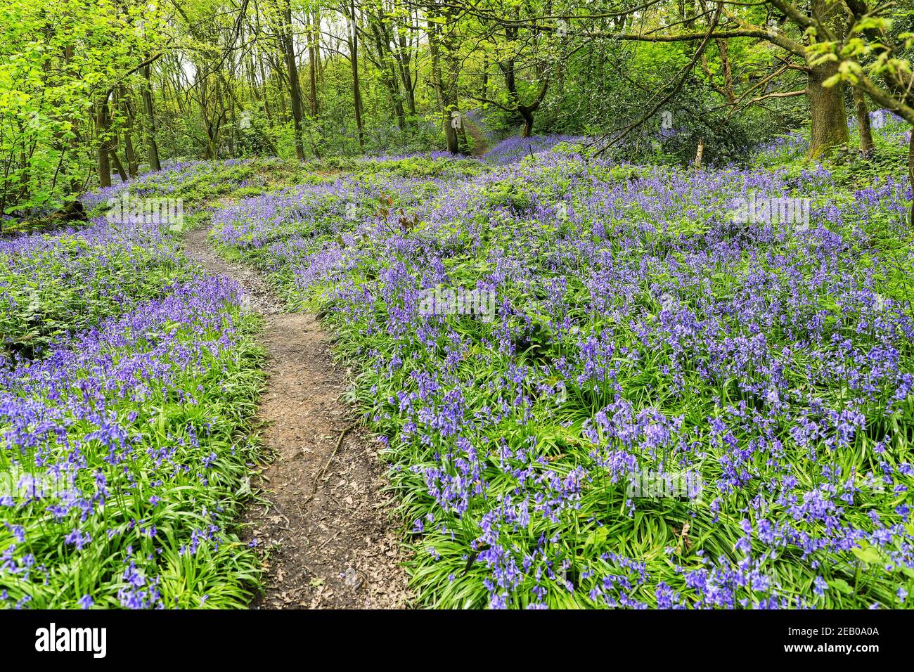 Ein Weg durch einen englischen Bluebell-Wald im Frühling mit den Blättern auf den Bäumen, die gerade herauskommen, Staffordshire, England, Großbritannien Stockfoto