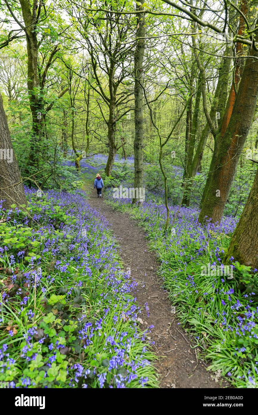 Ein Weg durch einen englischen Bluebell-Wald im Frühling mit den Blättern auf den Bäumen, die gerade herauskommen, Staffordshire, England, Großbritannien Stockfoto