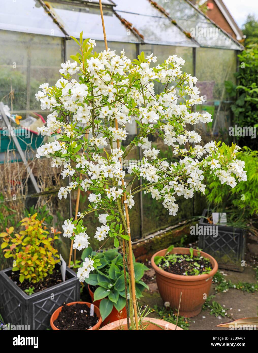 Die weißen Blüten eines Perlbusches, oder Pearlbusch (Exochorda), blühenden Strauch, als Standard gewachsen, England, Großbritannien Stockfoto