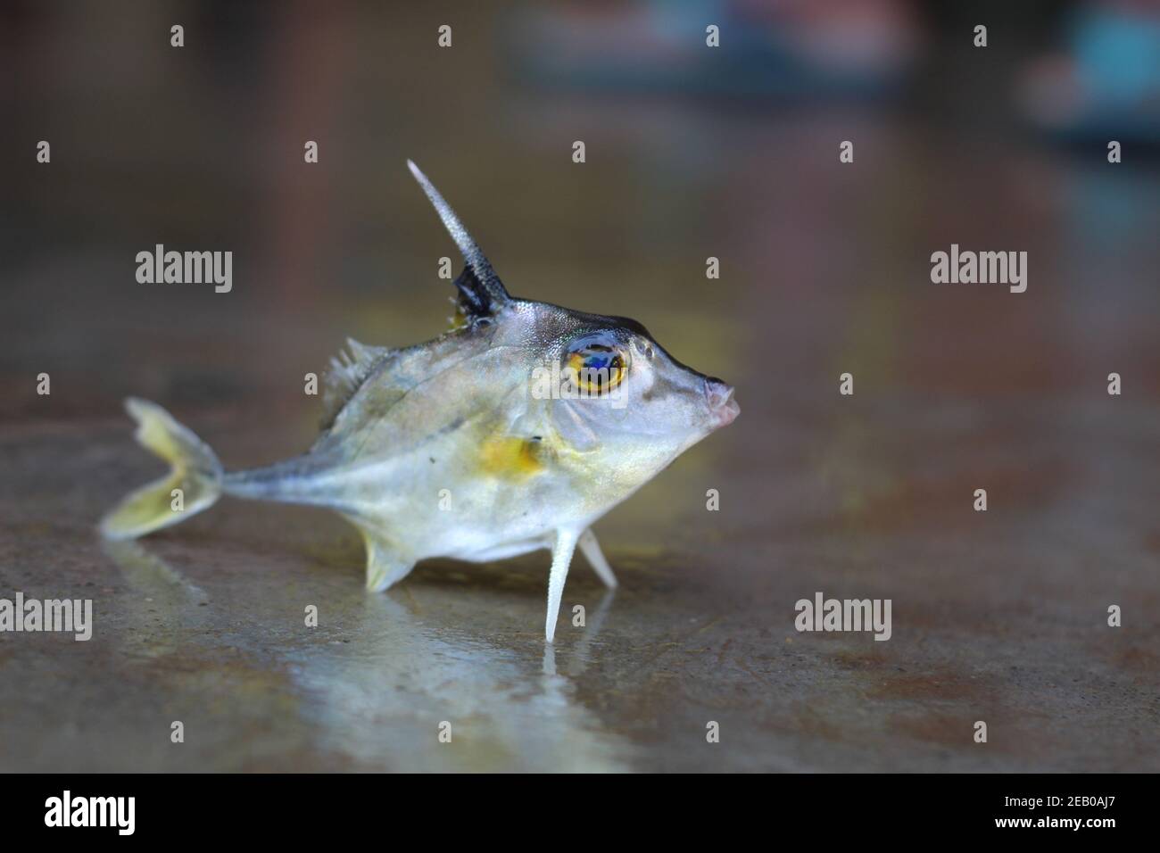 Stativ Fisch Verkauf in indien Hubschrauber Fisch Stockfoto