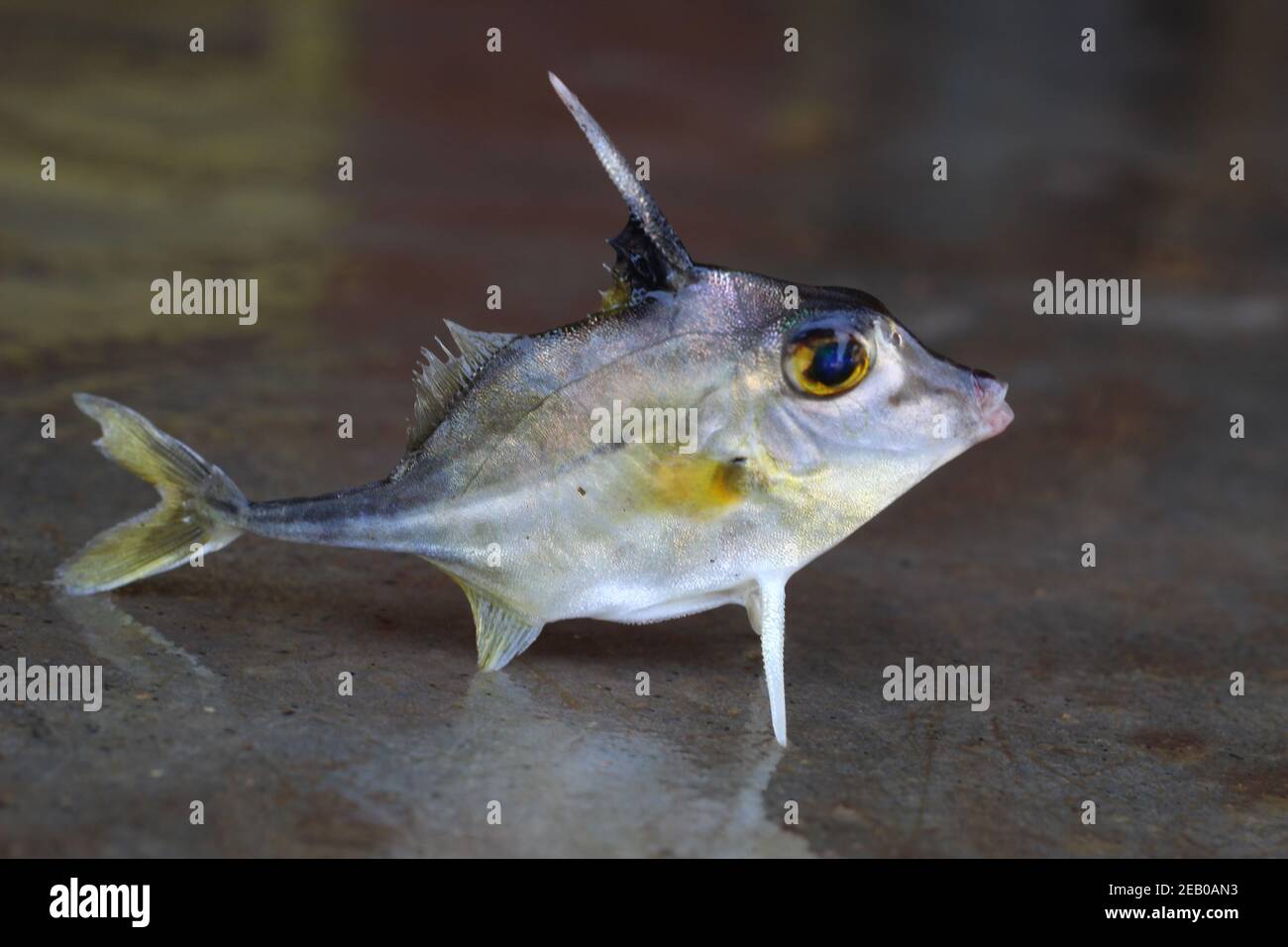 Stativ Fisch Verkauf in indien Hubschrauber Fisch Stockfoto