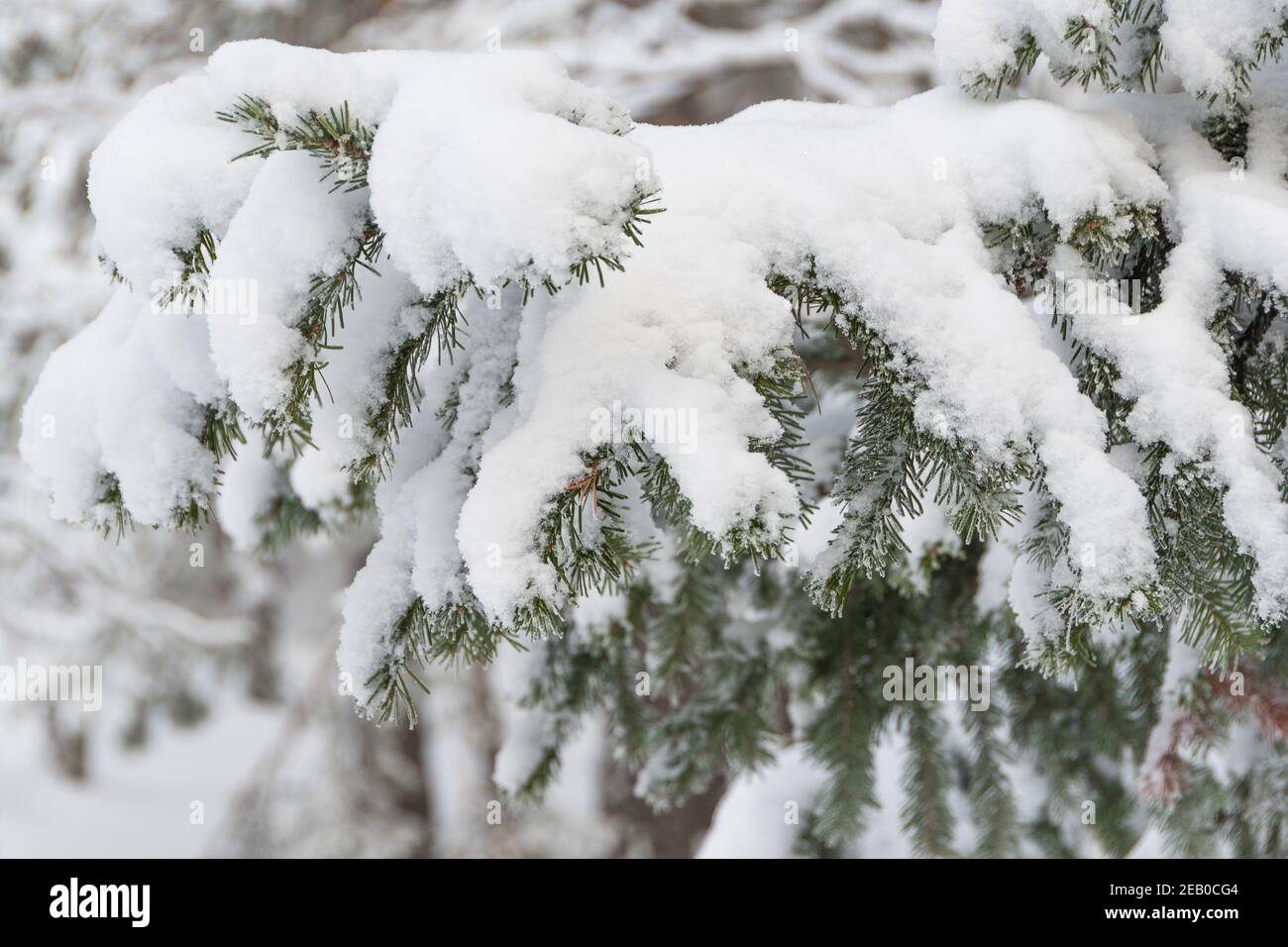 Verschneite Äste. Winterkiefern mit Nadeln bedeckt mit Frost. Stockfoto