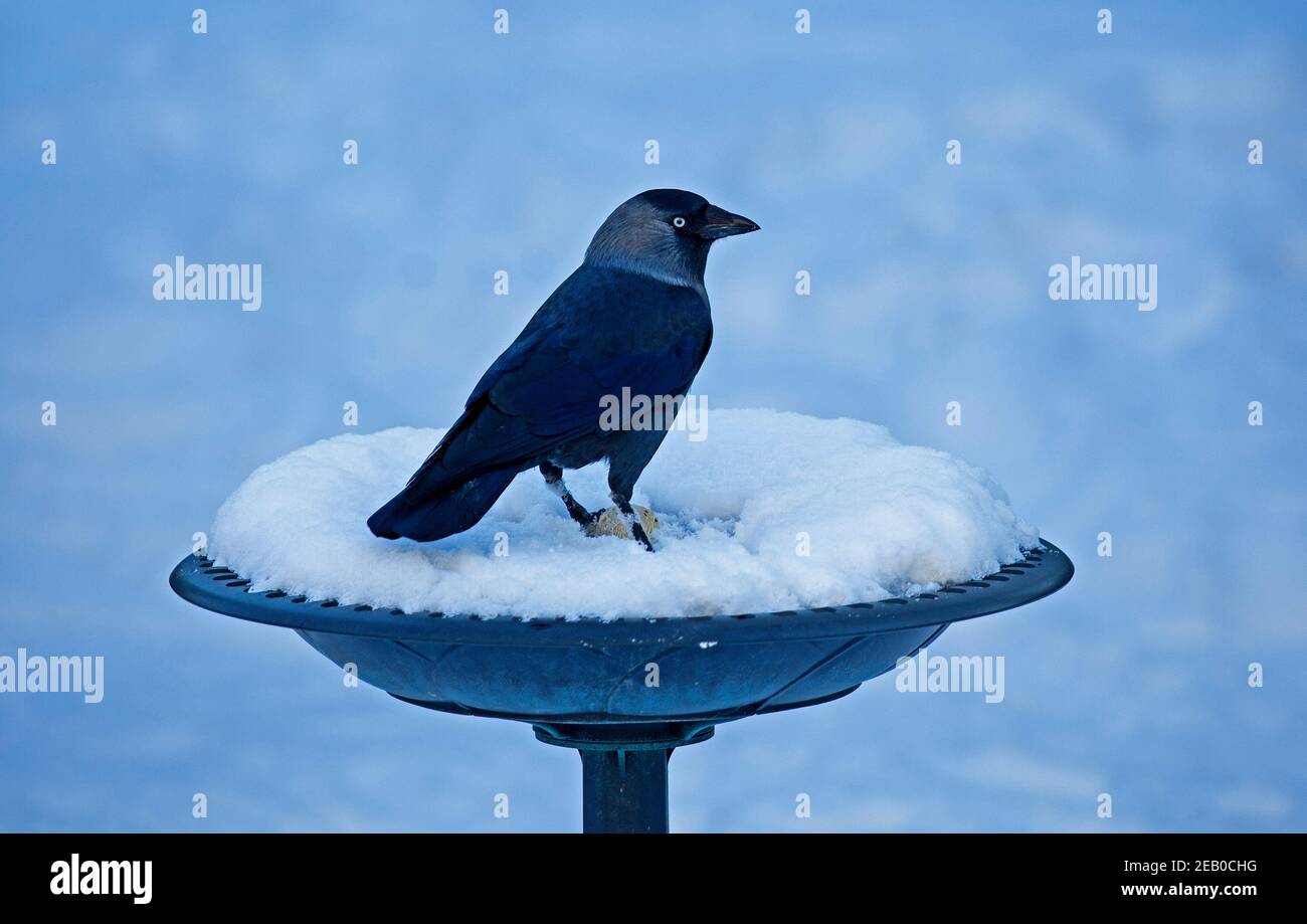 Edinburgh, Schottland. Wetter in Großbritannien, 11th. Februar 2021. Corvus monedula, Jackdaw Genießen Sie Fettball auf schneebedeckten Vogelbad.die Jackdaw ist eine kleine, schwarz-gekrönte Krähe von Wäldern, Parks, Städten und Küste. Stockfoto
