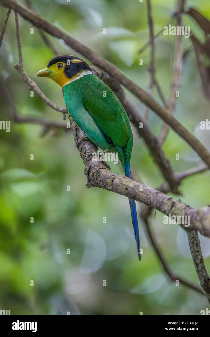 Langschwanz-Breitvogel auf einem Zweig Psarisomus dalhousiae Stockfoto