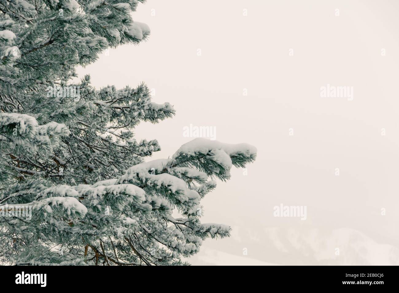 Baum Äste mit Schnee bedeckt in frostigen Wald Stockfoto