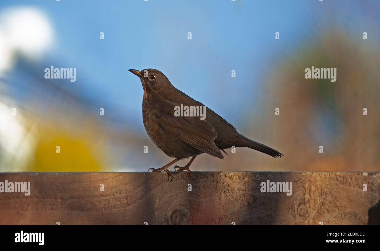 Blackbird, Turdus Merula, Vogel, Vogelwinter, Schnee, Edinburgh, Schottland, Großbritannien, vereinigtes Königreich Stockfoto