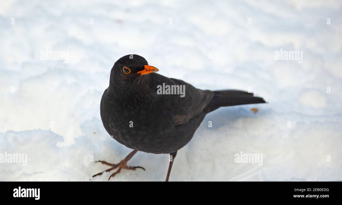 Blackbird, Turdus Merula, Vogel, Vogelwinter, Schnee, Edinburgh, Schottland, Großbritannien Stockfoto