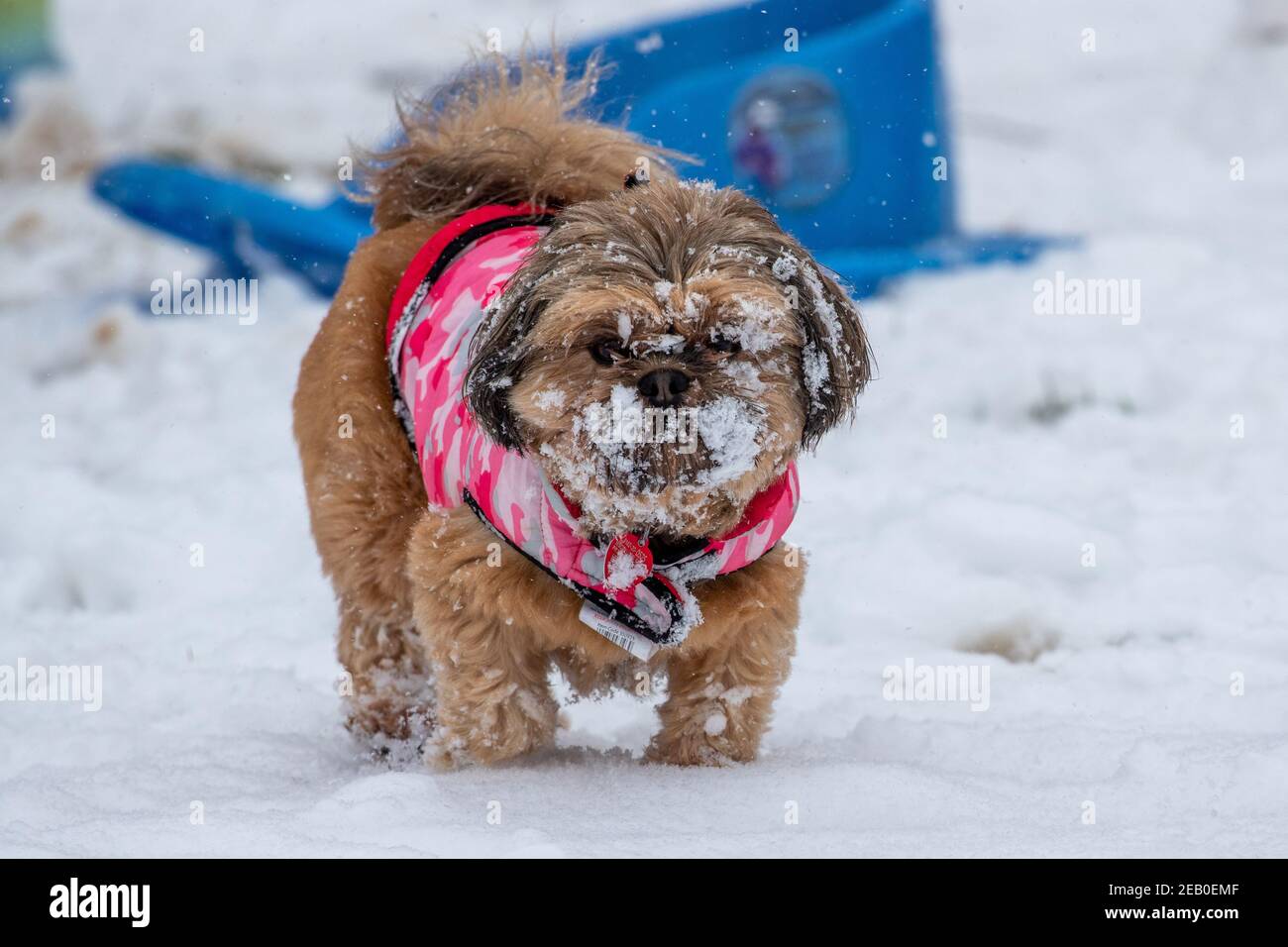 Bild vom Februar 7th zeigt einen Cockapoo in Ipswich in Suffolk am Sonntag, der den Schnee des Sturms Darcy genießt. Für Montag wird mehr Schnee im Osten des Landes prognostiziert. Stockfoto