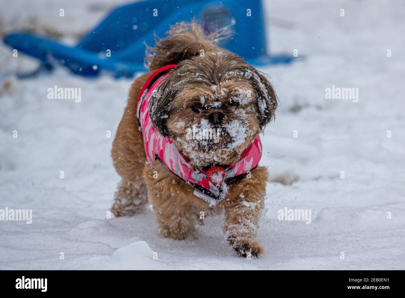 Bild vom Februar 7th zeigt einen Cockapoo in Ipswich in Suffolk am Sonntag, der den Schnee des Sturms Darcy genießt. Für Montag wird mehr Schnee im Osten des Landes prognostiziert. Stockfoto