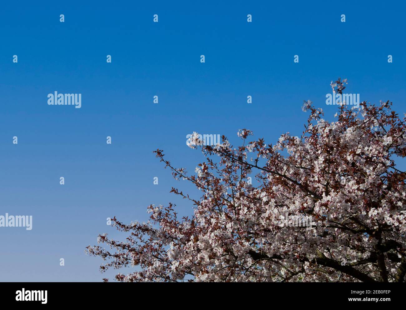 Rosafarbene Kirschblüte des Prunus 'Taoyame' in Blüte auf Baum in der unteren rechten Ecke, gegen wolkenlosen blauen Himmel - von dunkel bis hellblau verblassend Stockfoto