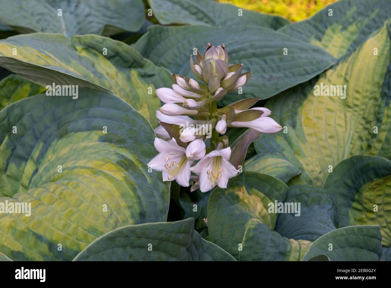 Einzelne aufrecht blühende Stiele von Hosta‘Inniswood’ blassen lavendelrosa Blüten amongs dicken grünen und gelb gefärbten Blättern. Stockfoto