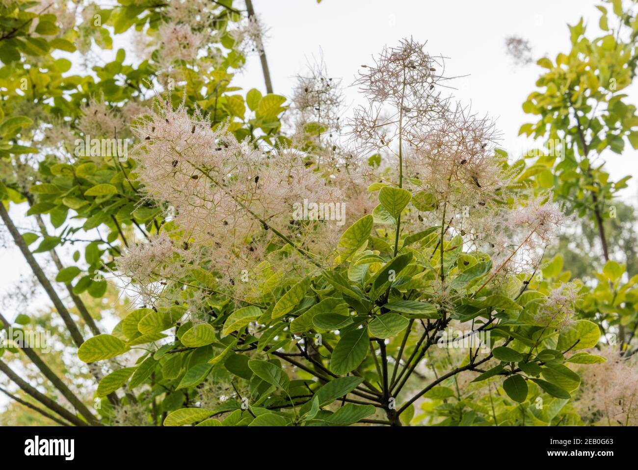 Cotinus coggygria 'Golden Spirit' Strauch mit großen, weichen, behaarten Federn aus Pastellblumen, inmitten runder grüner Blätter, die goldgelb werden. Stockfoto