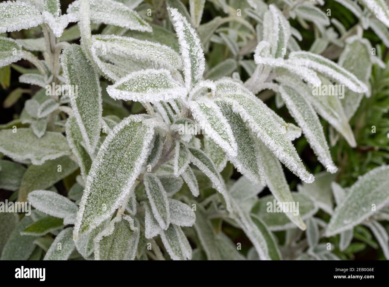 Gemeinsamer Garten Salbei wächst im Garten Grenze, bedeckt mit morgendlichen Frost. Selektiver Fokus Stockfoto