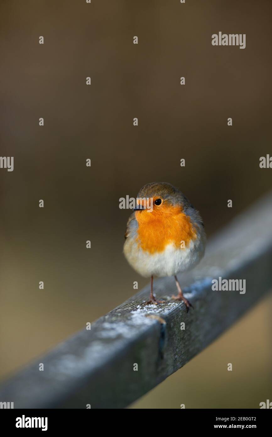 Nahaufnahme des erwachsenen europäischen Robin (Erithacus rubecula), der auf einer hölzernen Zaunschiene thront. Stockfoto
