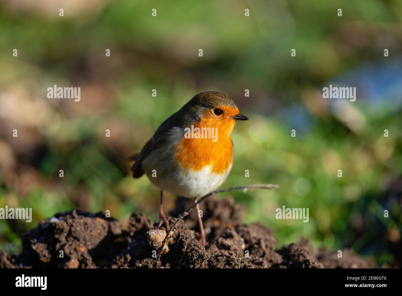 Der Erwachsene Europäische Robin (Erithacus rubecula) sucht am Boden nach Nahrung, im Februar. Stockfoto