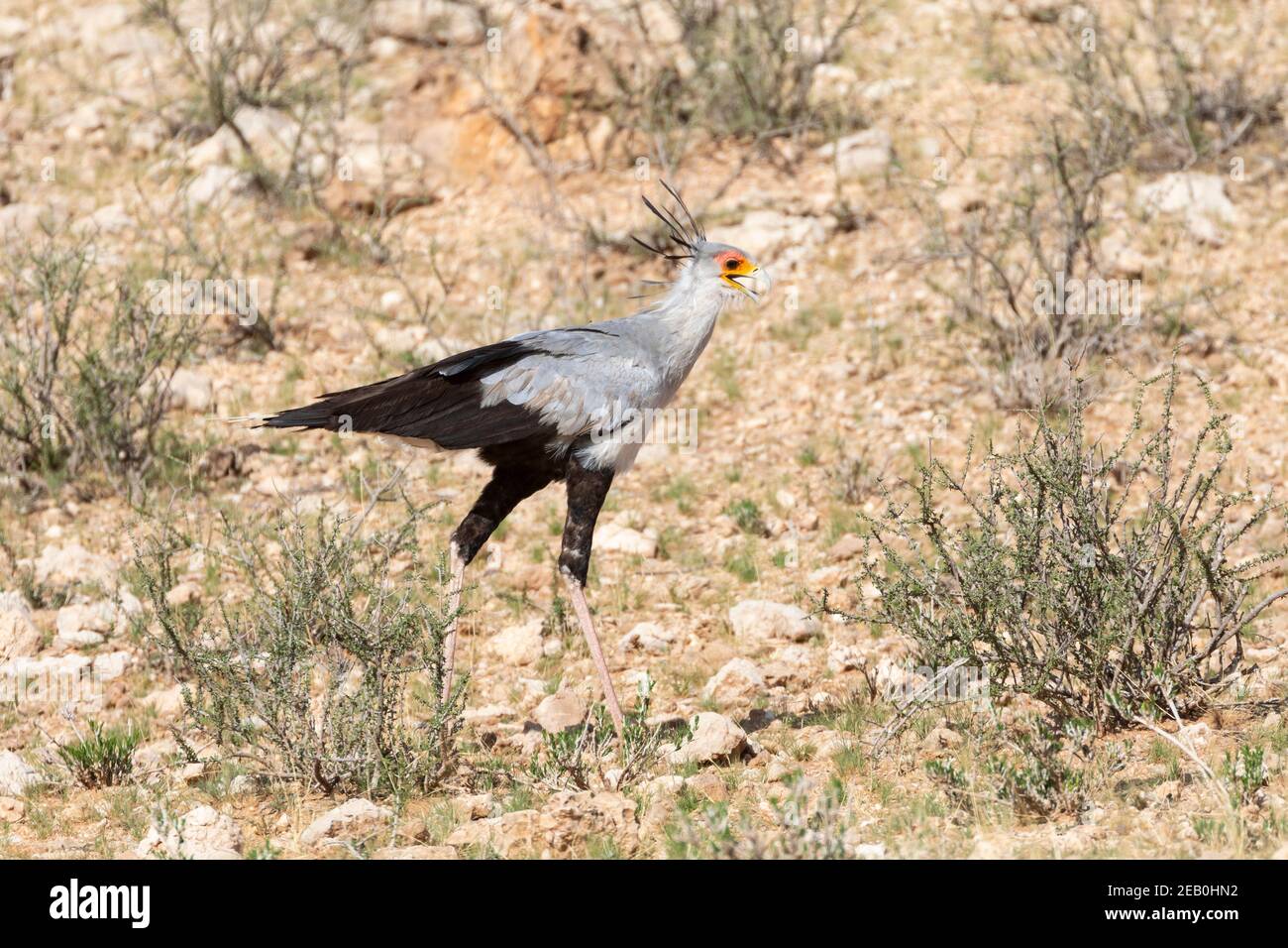 Secretarybird / Secretary Bird (Sagittarius serpentarius) Kgalagadi Transfrontier Park, Kalahari, Nordkap, Südafrika. Diese Vogelart hat j Stockfoto