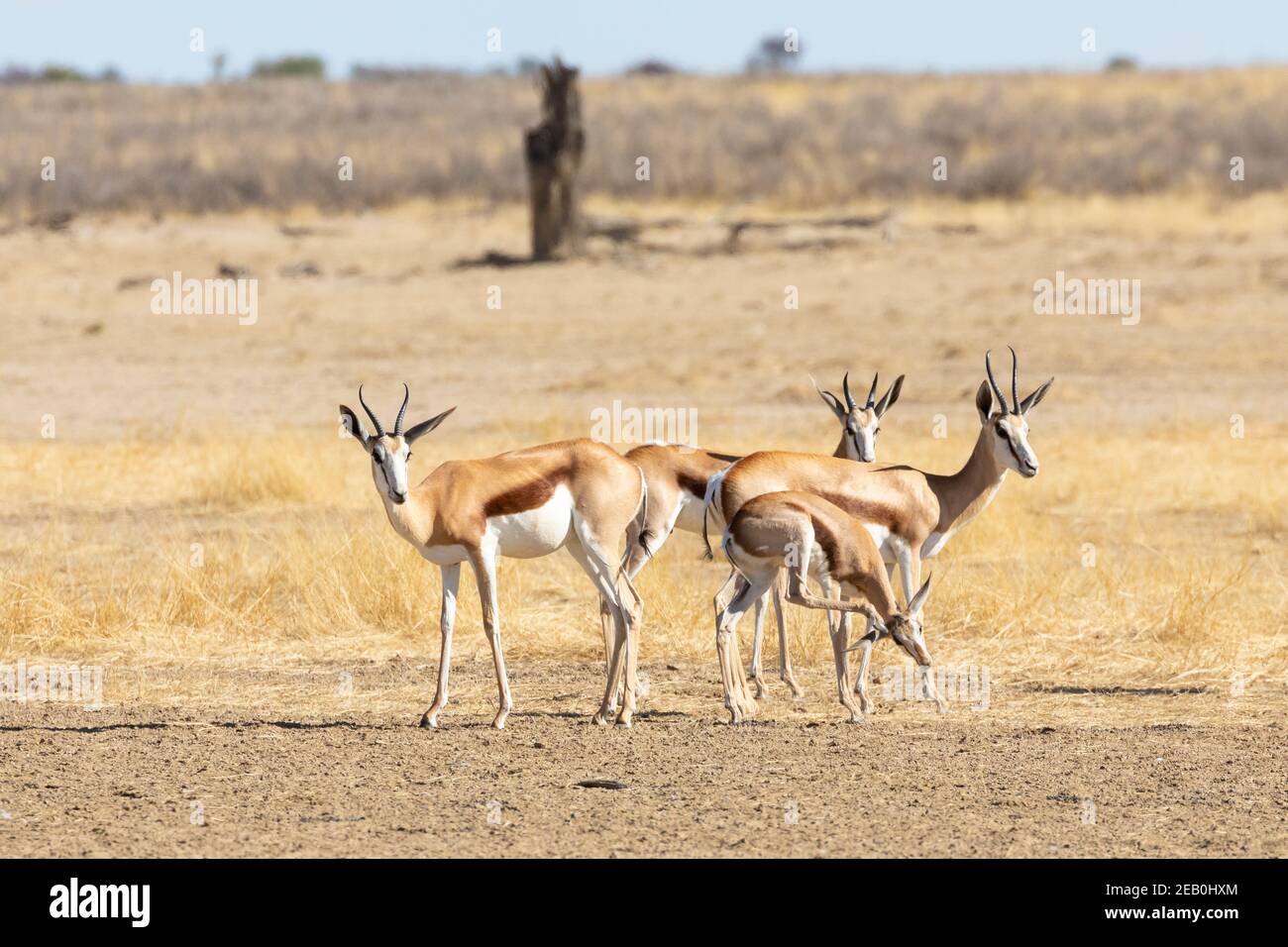 Springbok oder Springbuck (Antidorcas marsupialis) Familie im Morgengrauen, Kgalagadi Transfrontier Park, Kalahari, Nordkap, Südafrika Stockfoto