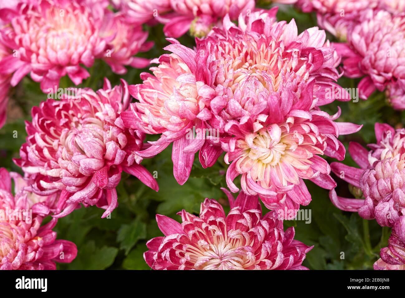 Chrysantheme bunte Blume aus nächster Nähe Stockfoto