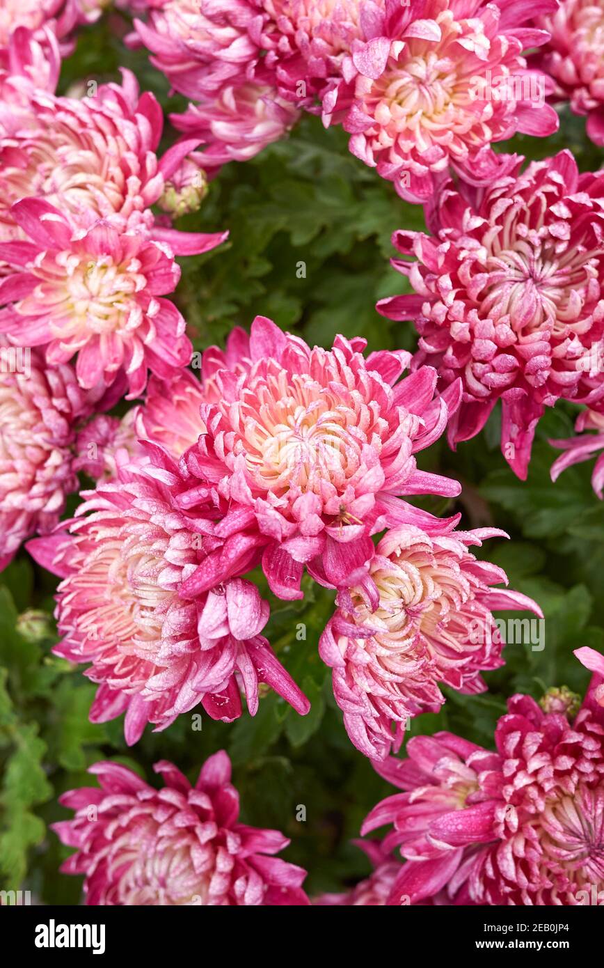Chrysantheme bunte Blume aus nächster Nähe Stockfoto