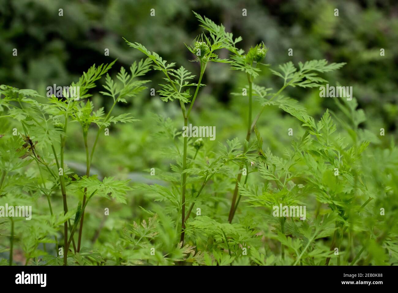 Aethusa cynapium, Narr's cicely, oder Narr's Petersilie, Gift Petersilie ist eine Grasblume wilden Pflanze Stockfoto