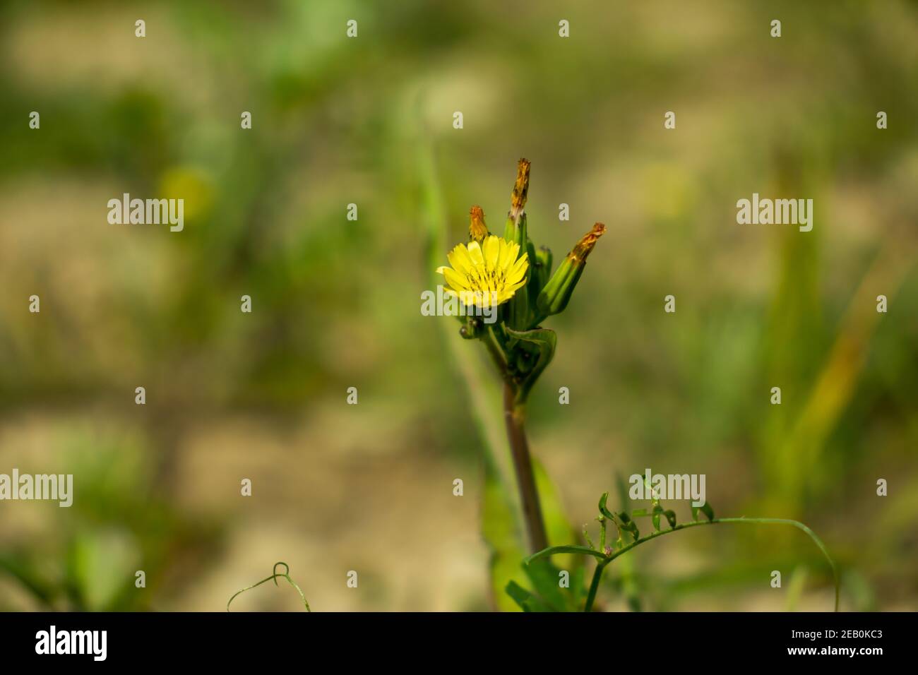 Kleine Blume Hawk's-Bart r Nahaufnahme von blühenden gelben Carolina Wüste-Chicorée Blumen mit viel Grün bg Stockfoto