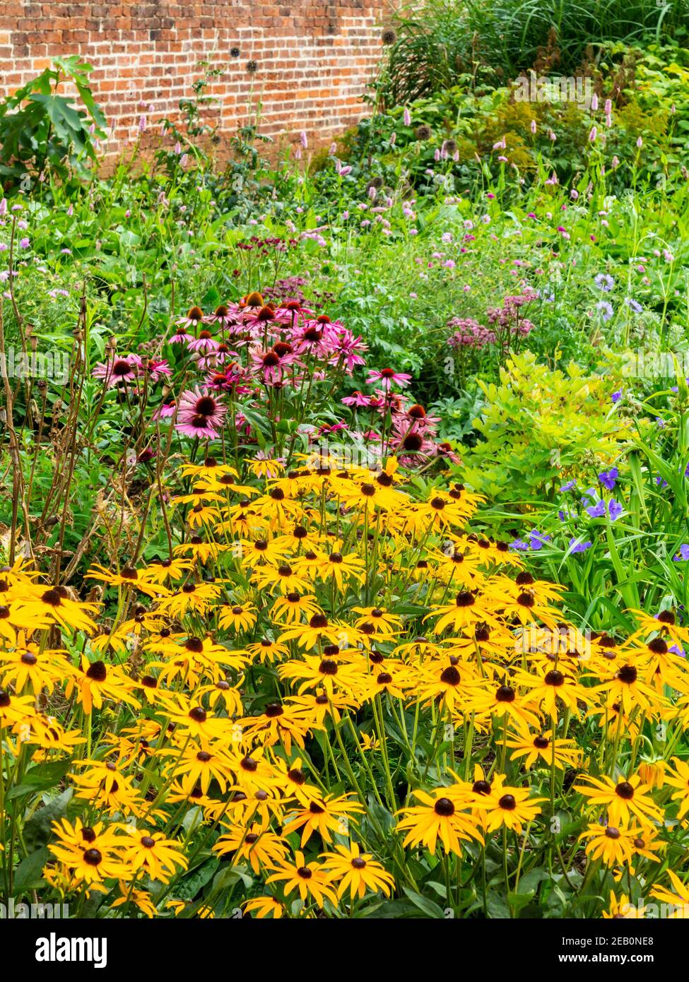 Leuchtend gelbe krautige Rudbeckia blüht in einem ummauerten Garten im Sommer ist dies eine Pflanzengattung in der Asteraceae oder Composite-Familie. Stockfoto